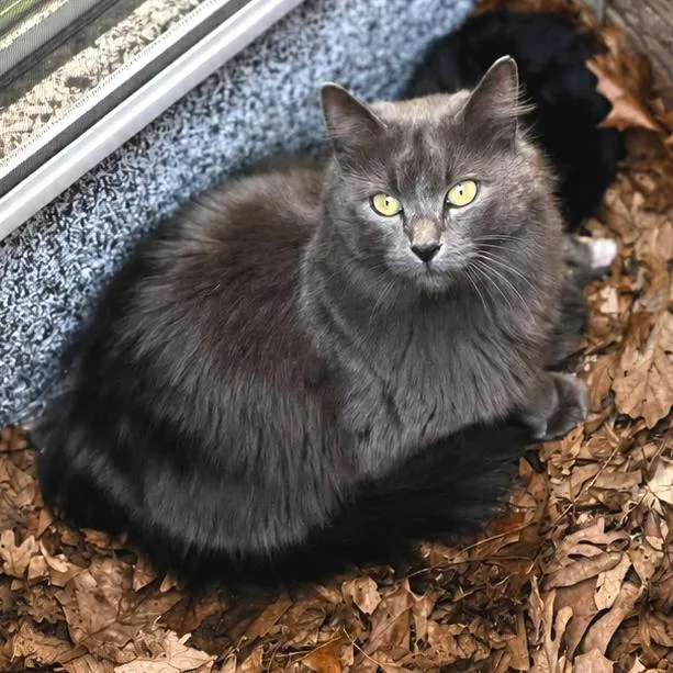 An adult small-sized female Gray / Blue / Silver Domestic Long Hair cat named Mama Duchess for adoption in Rochester, MN