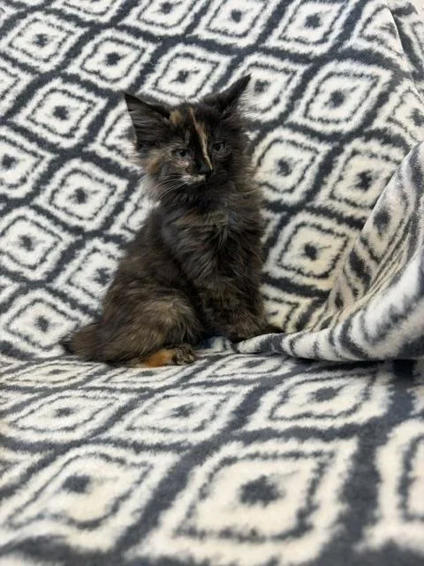 A baby small-sized female Domestic Short Hair cat named Scrabble for adoption in Bethel Park, PA