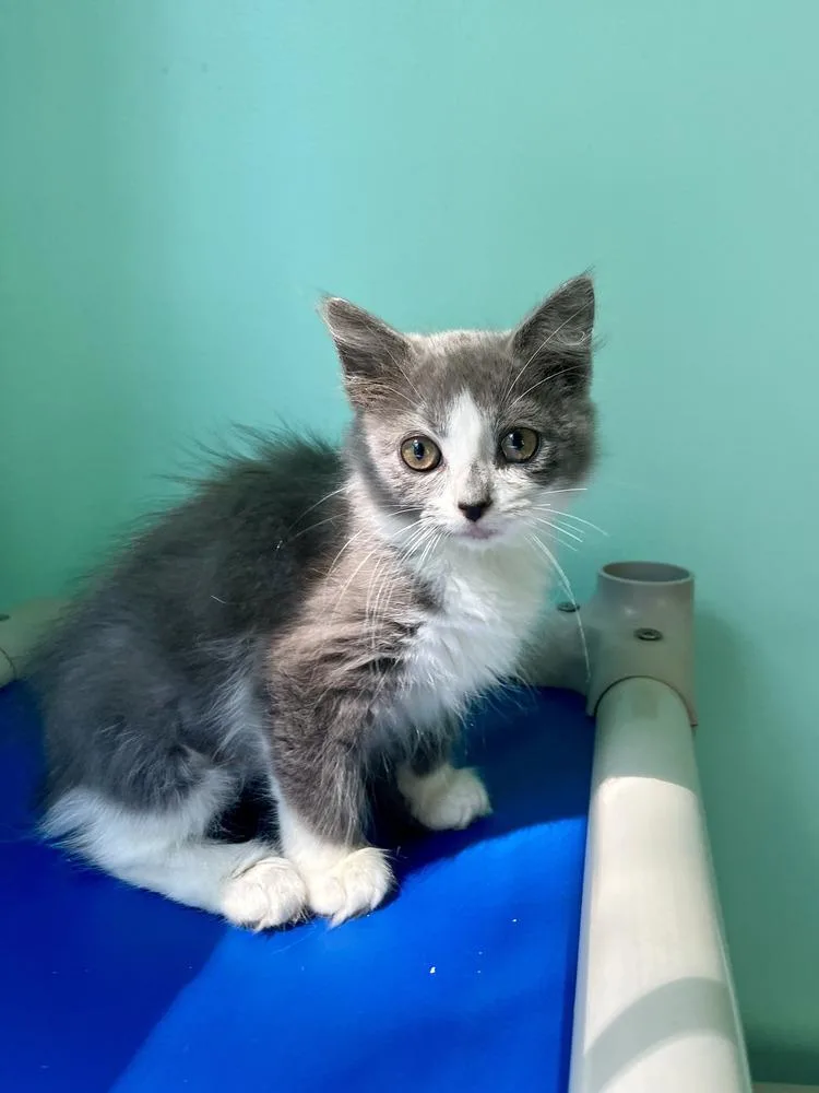 A baby small-sized female Gray & White Domestic Medium Hair cat named Speedbump for adoption in Emerald Isle, NC