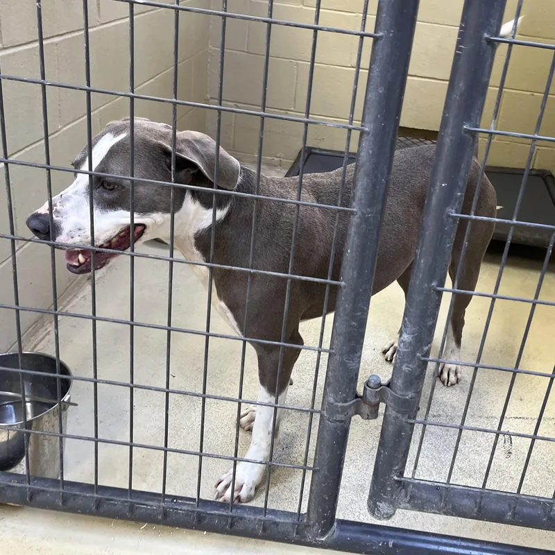An adult medium-sized male Gray / Blue / Silver Hound dog named Apollo One for adoption in Clarksville, VA