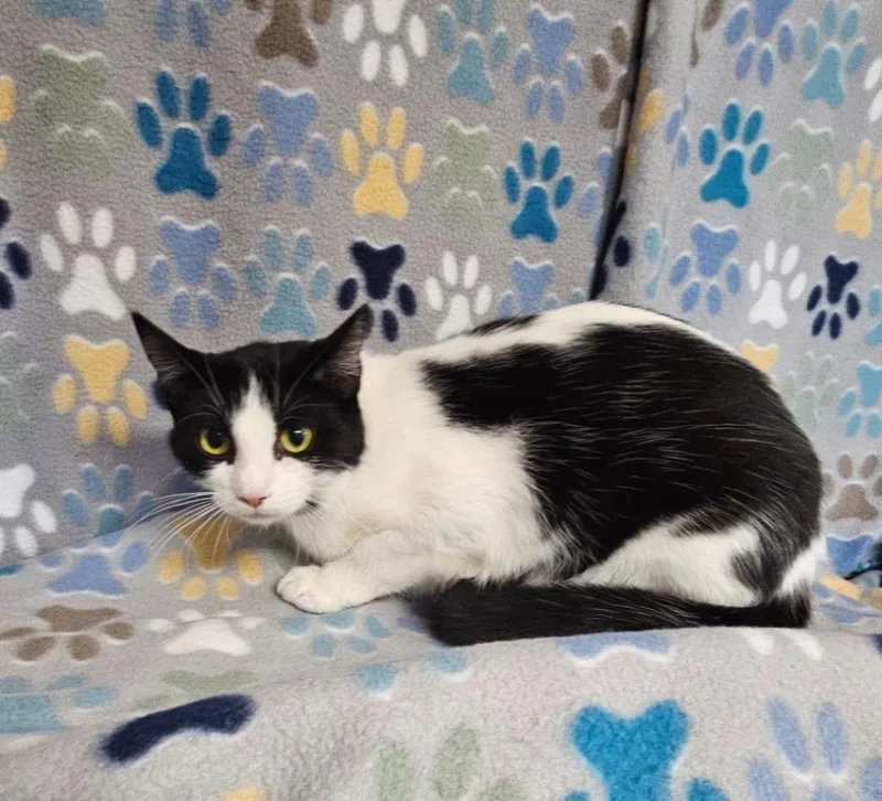 A baby medium-sized female Domestic Short Hair cat named Roseanne for adoption in Wabash, IN