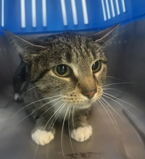 An adult medium-sized female Domestic Short Hair cat named Shiloh for adoption in New York, NY