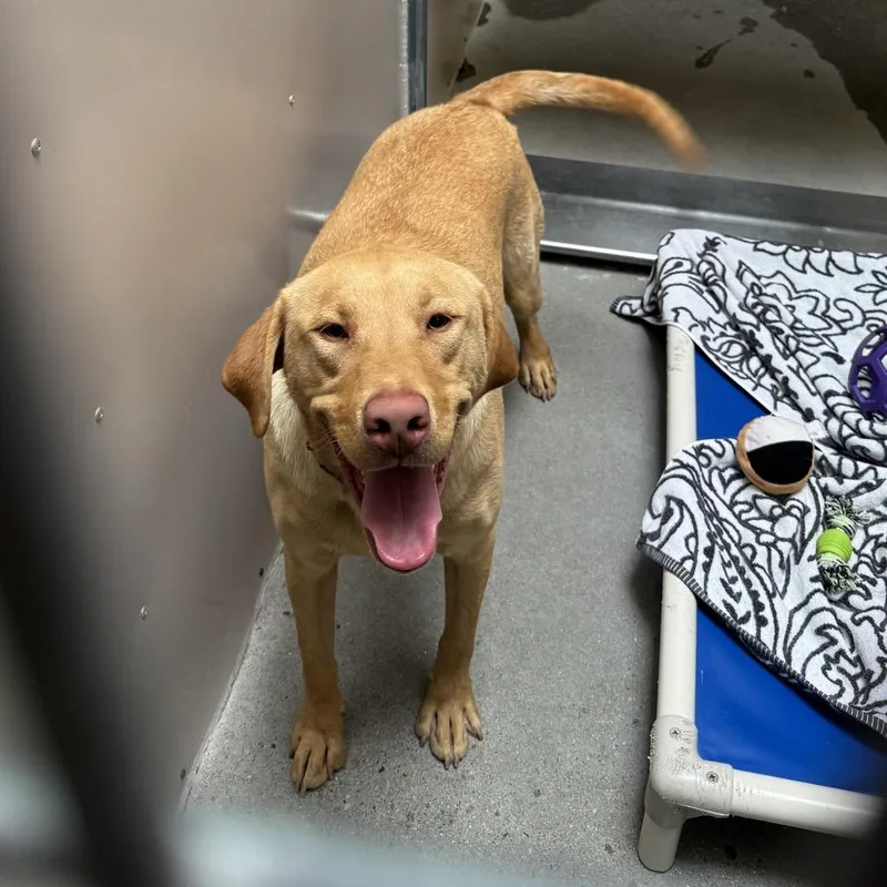 A young large-sized male Yellow / Tan / Blond / Fawn Golden Retriever dog named Copper for adoption in Murray, UT