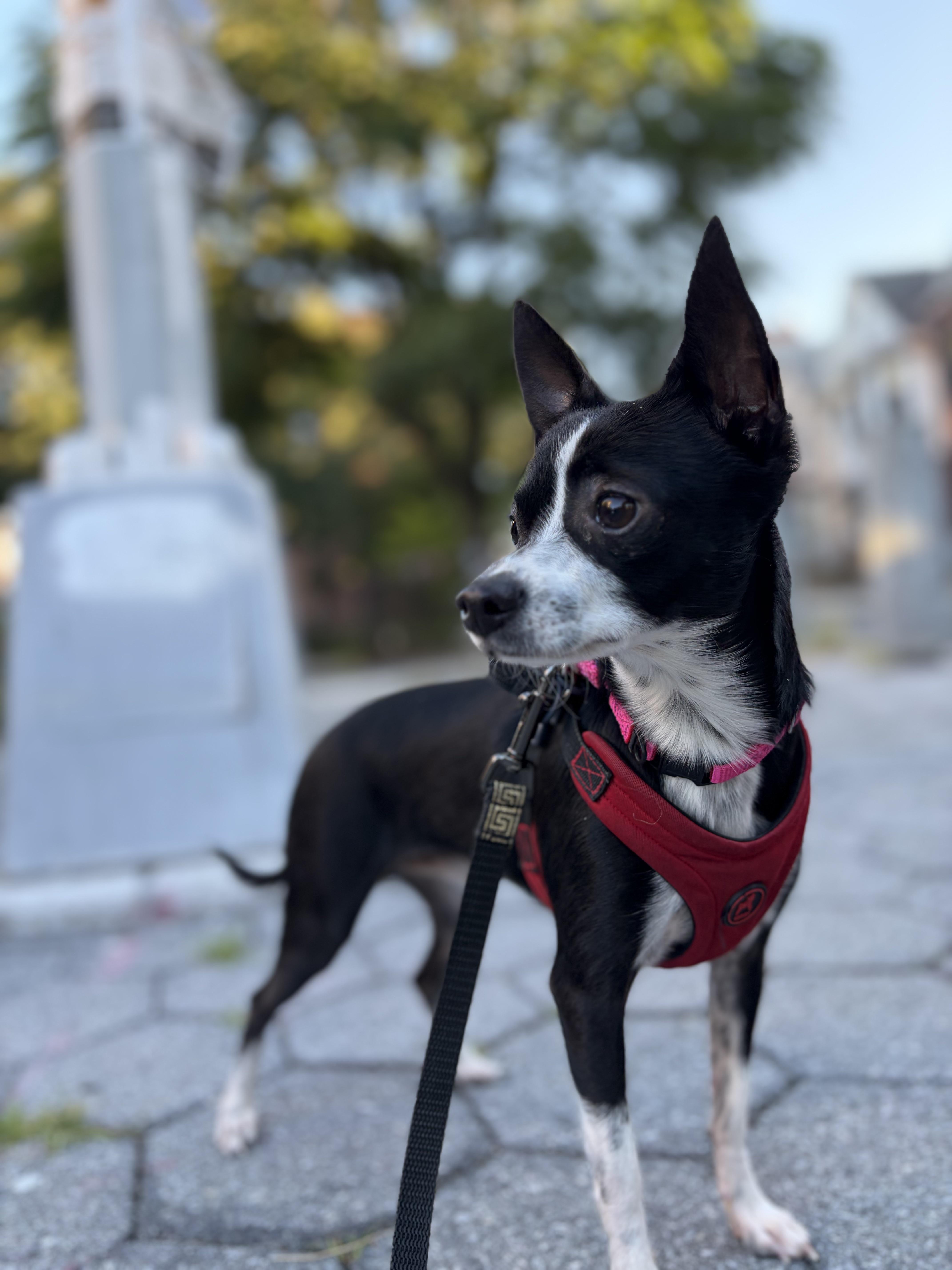 Oreo