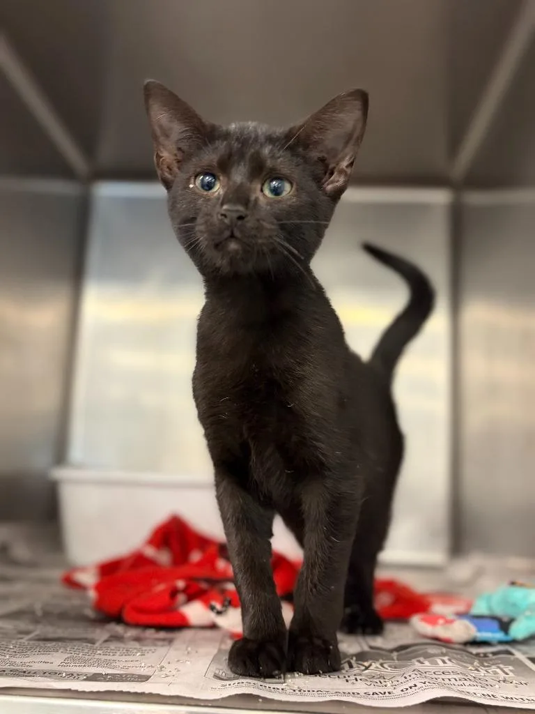 A baby medium-sized male Domestic Short Hair cat named Rowen for adoption in Portland, IN