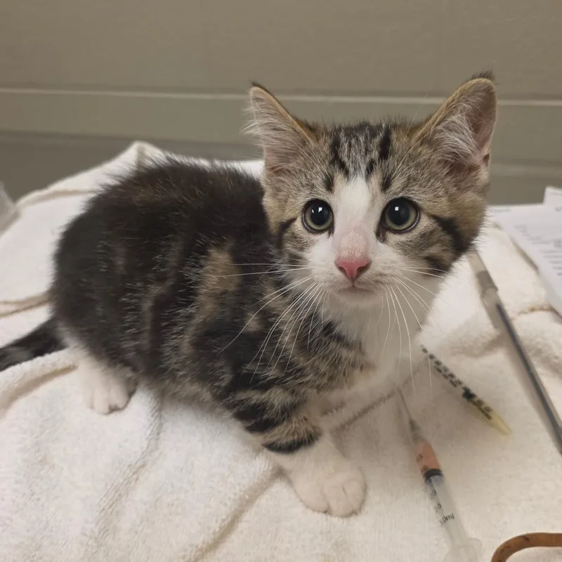 A baby small-sized male Brown / Chocolate Domestic Short Hair cat named Redbud for adoption in Bristol, IN