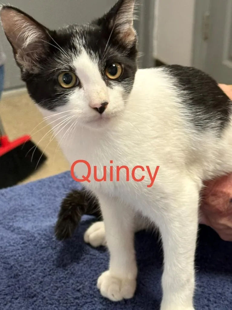 A baby small-sized male Domestic Short Hair cat named Quincy for adoption in Saint Francisville, LA
