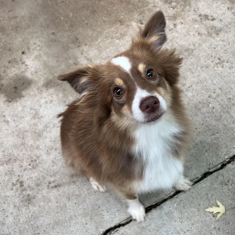 A young small-sized female Tricolor (Brown, Black, & White) Australian Shepherd dog named Paris for adoption in Fairmont, MN
