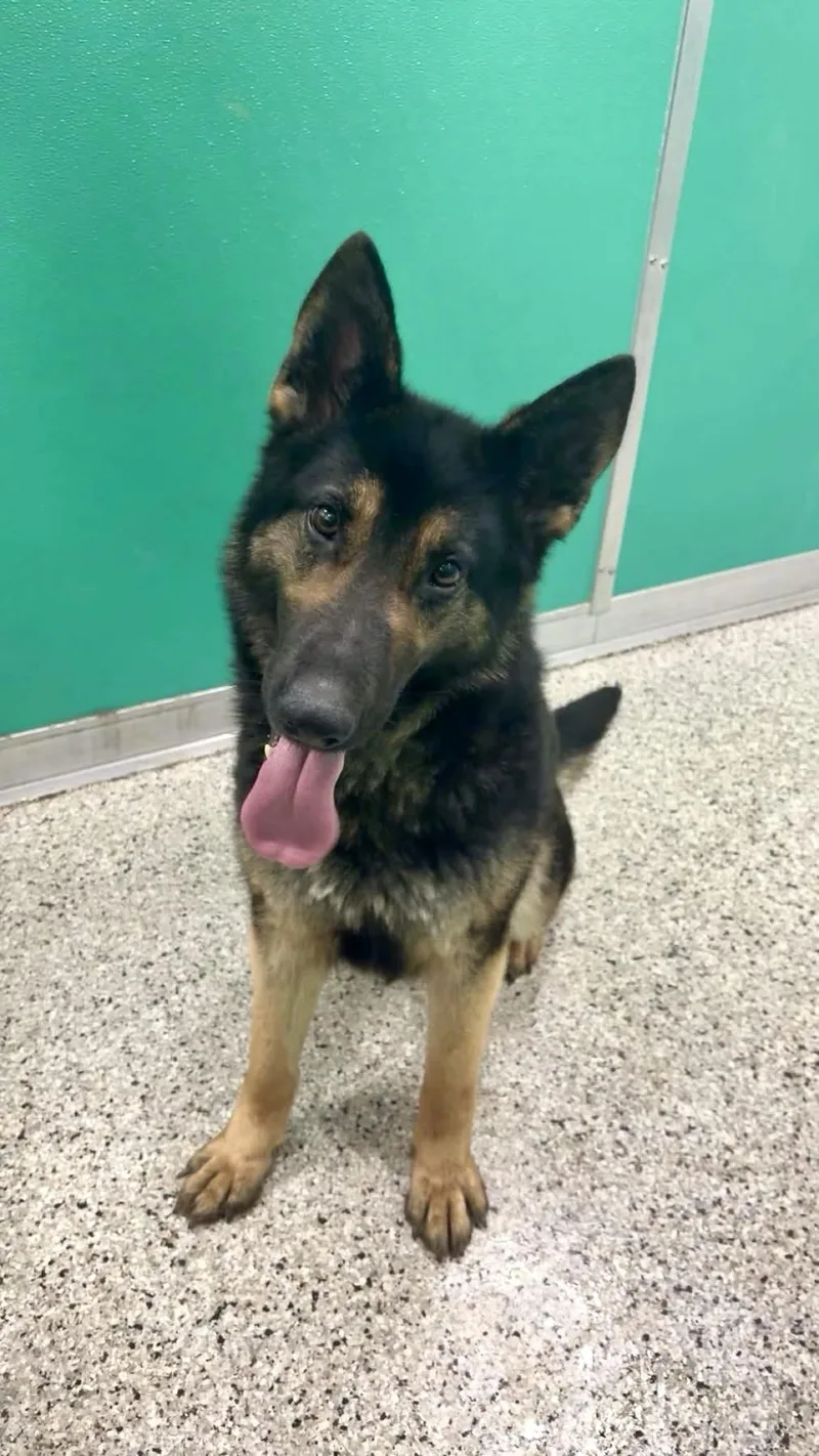 An adult large-sized female German Shepherd Dog dog named Raven for adoption in Dunkirk, NY