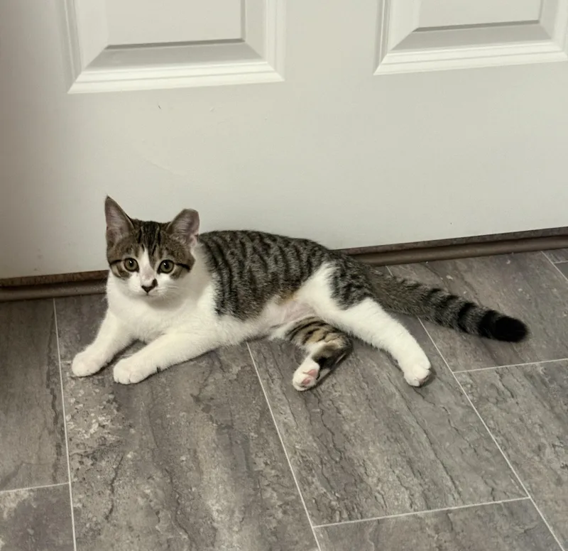 A baby medium-sized female Domestic Short Hair cat named Athena for adoption in Medina, OH