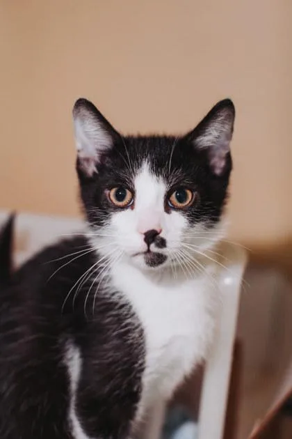 A Guacamole Petsmart Mt thumbnail 2