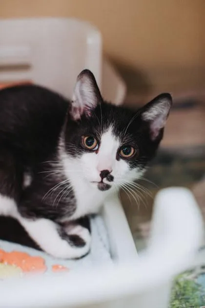 A Guacamole Petsmart Mt thumbnail 3