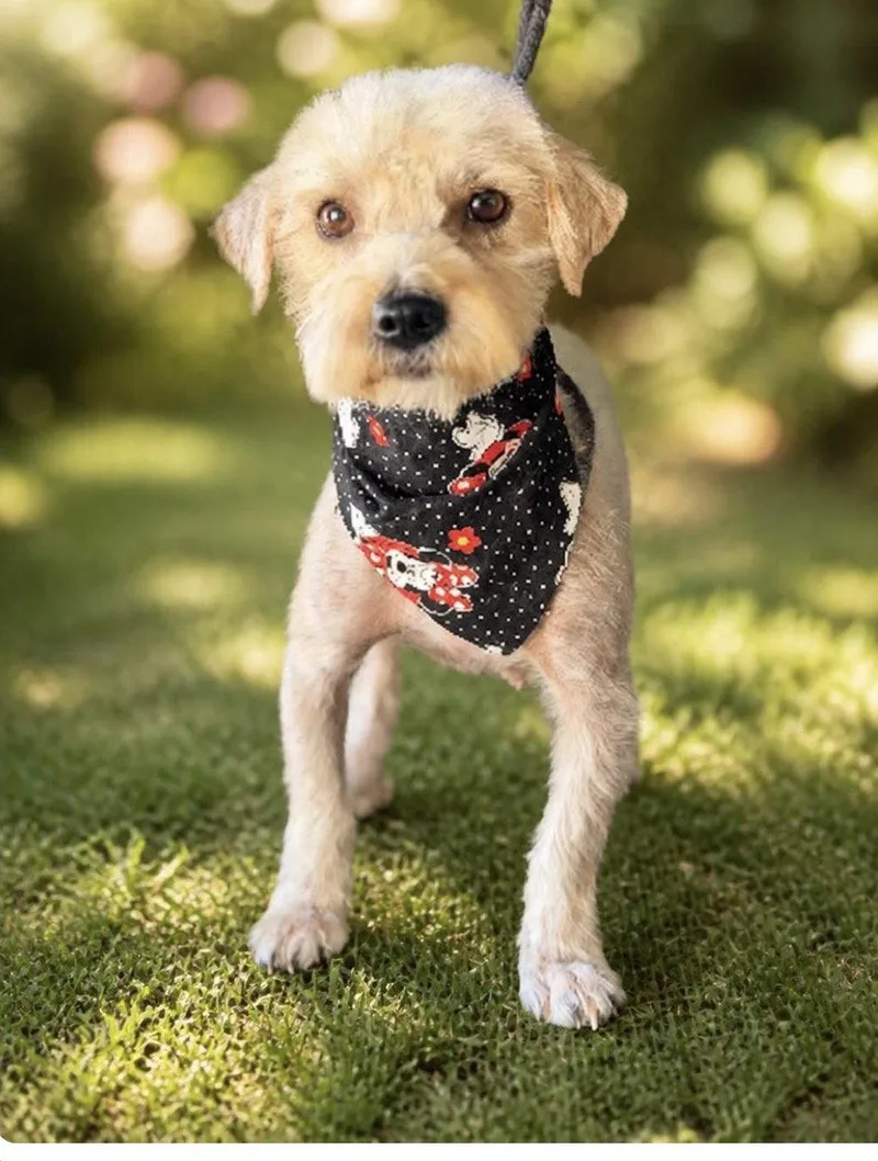 An adult small-sized female Standard Schnauzer dog named Stella for adoption in Orange, CA