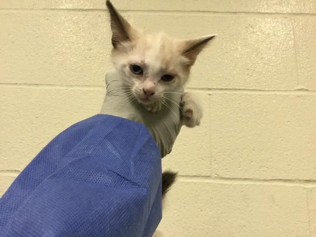 A baby small-sized female Siamese cat named A for adoption in Thousand Palms, CA
