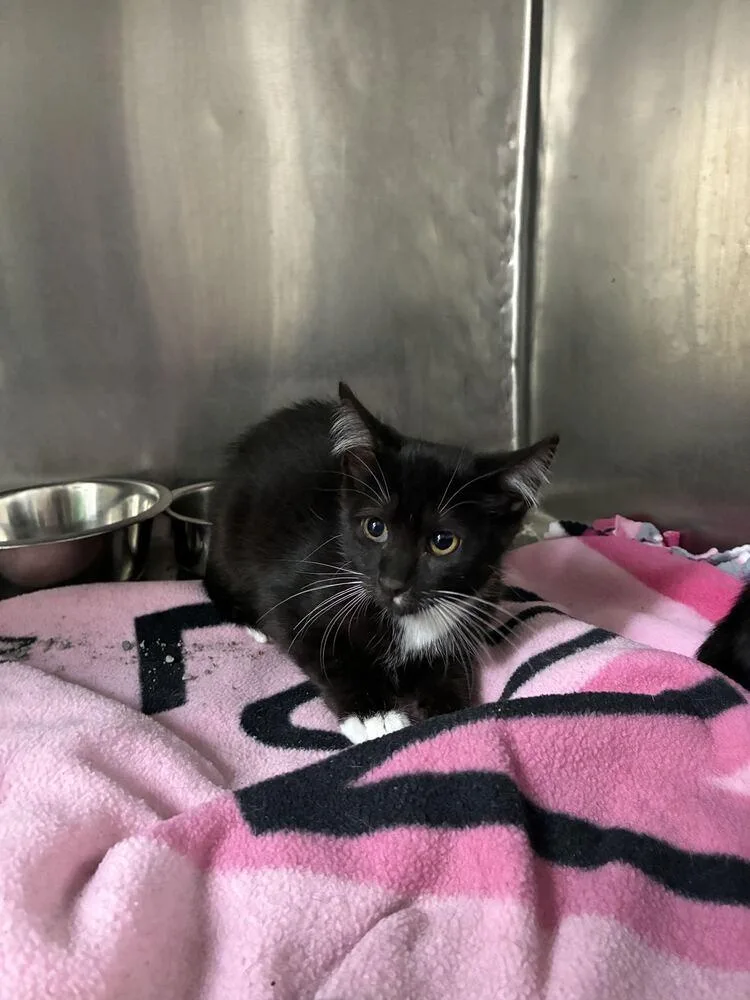A baby small-sized male Domestic Short Hair cat named Luigi for adoption in Marietta, GA