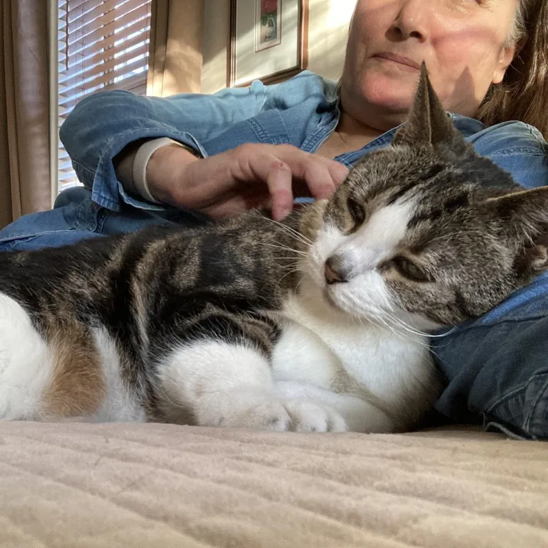 A senior extra large-sized female Brown / Chocolate Domestic Short Hair cat named Mitatsu for adoption in Wantagh, NY