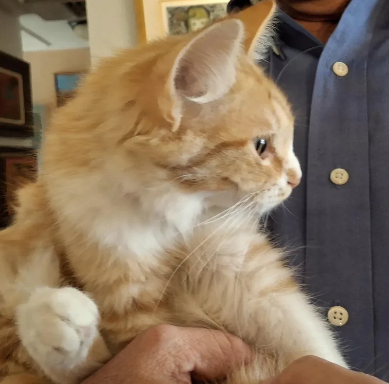 A young medium-sized male Orange & White Domestic Medium Hair cat named Purrseus for adoption in Wheat Ridge, CO