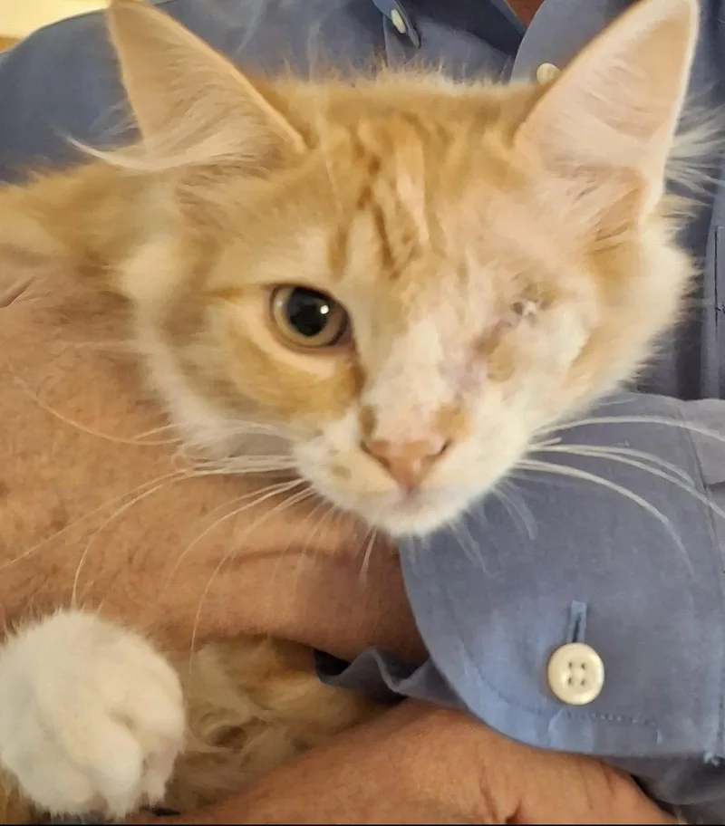 Purrseus thumbnail 2