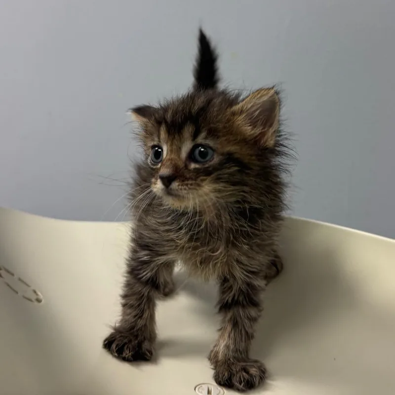 A baby small-sized female Gray / Blue / Silver Domestic Short Hair cat named Baby Beluga for adoption in Columbus, GA