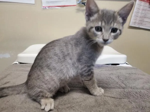 A baby small-sized female Domestic Short Hair cat named Limon for adoption in Oceanside, CA