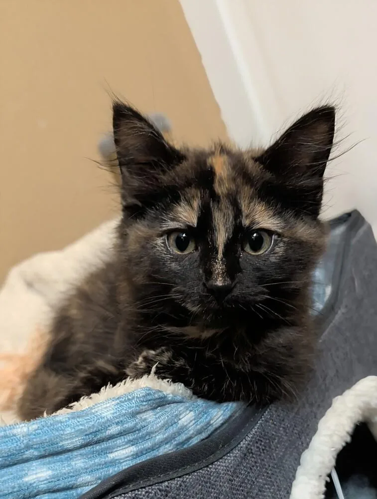 A baby small-sized female Domestic Medium Hair cat named Salsa for adoption in Westfield, WI