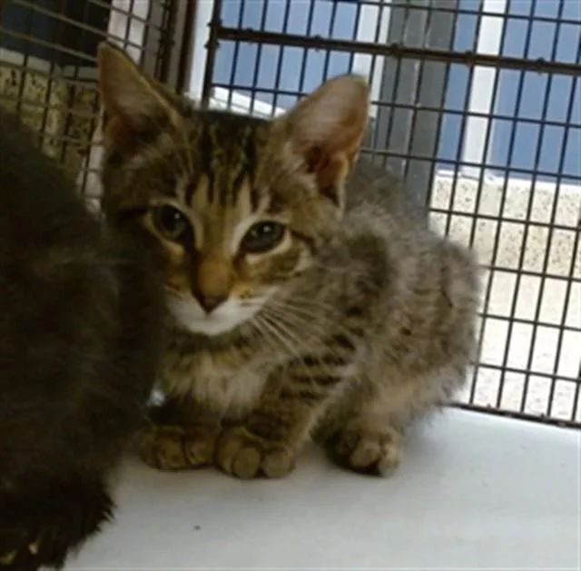 A baby small-sized female Domestic Short Hair cat named Rose for adoption in Miami, FL