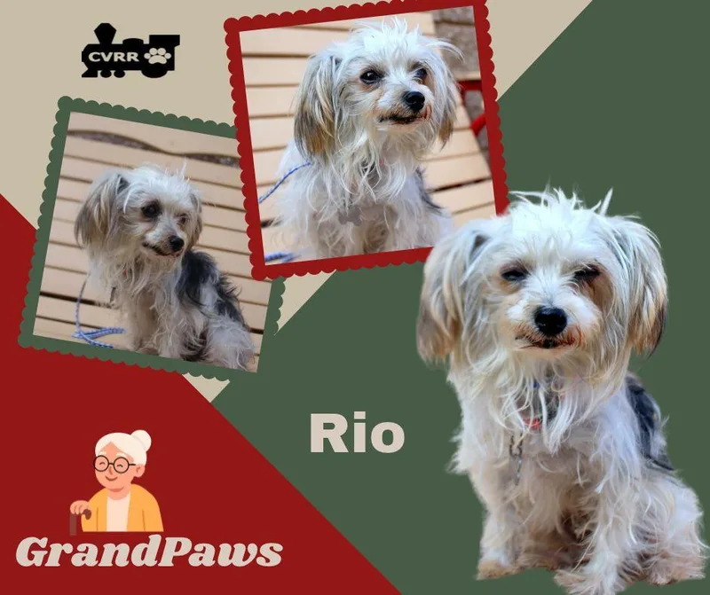 A senior small-sized female Maltese dog named Rio for adoption in Lindsay, CA