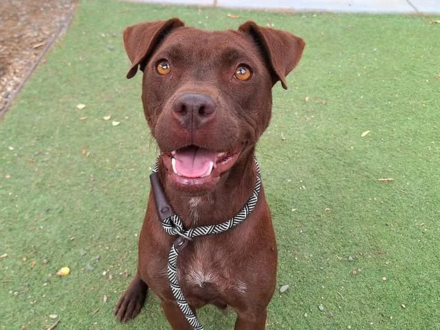 A young large-sized female Pit Bull Terrier dog named Fairy for adoption in Mesa, AZ