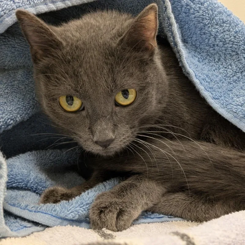 An adult medium-sized female Gray / Blue / Silver Domestic Short Hair cat named Mystery for adoption in Oshkosh, WI