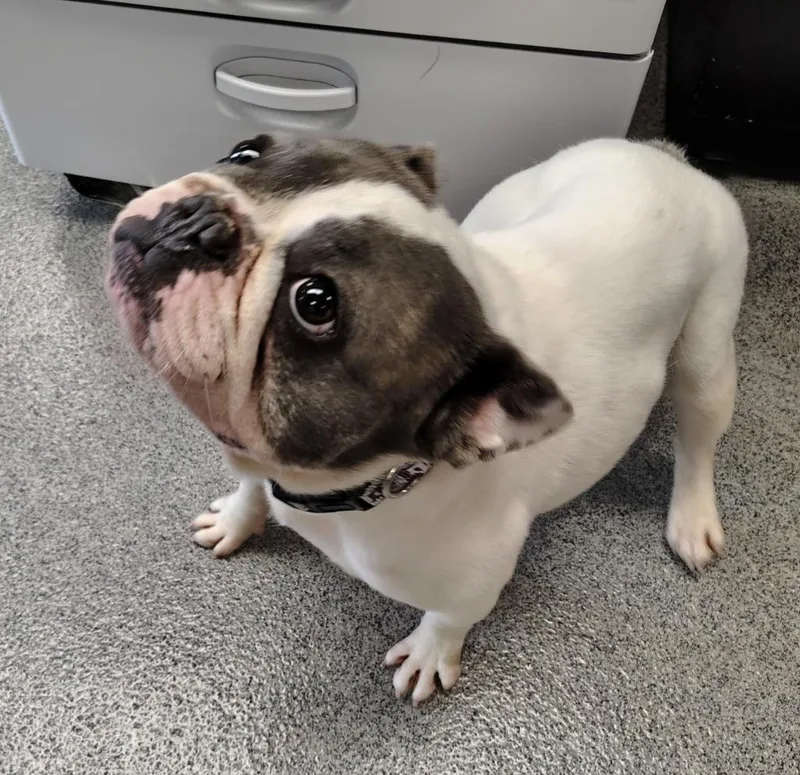 Pudgy