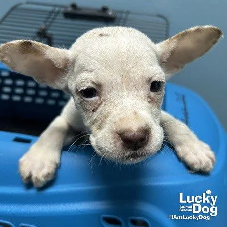 A baby small-sized male Chihuahua dog named Leonardo for adoption in Washington, DC