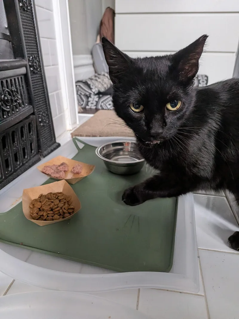 An adult medium-sized female Black Domestic Short Hair cat named Belladonna for adoption in Columbus, OH