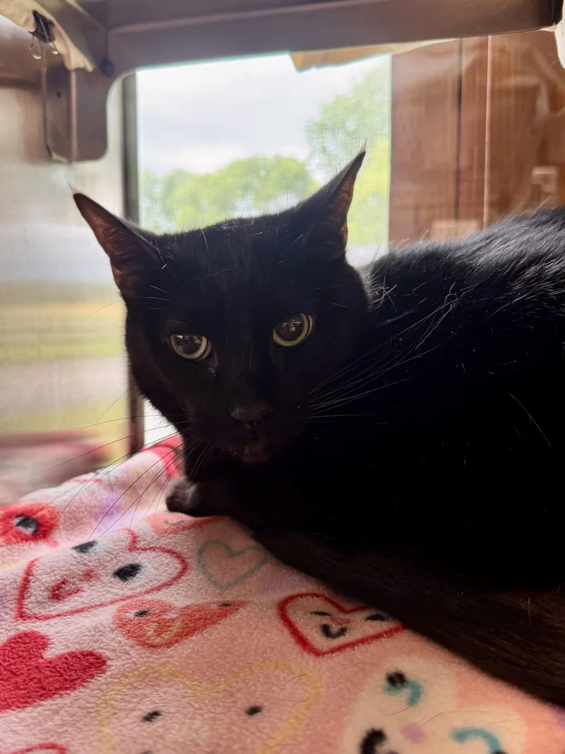 An adult medium-sized male Black Domestic Short Hair cat named Pepper for adoption in Midland, MI