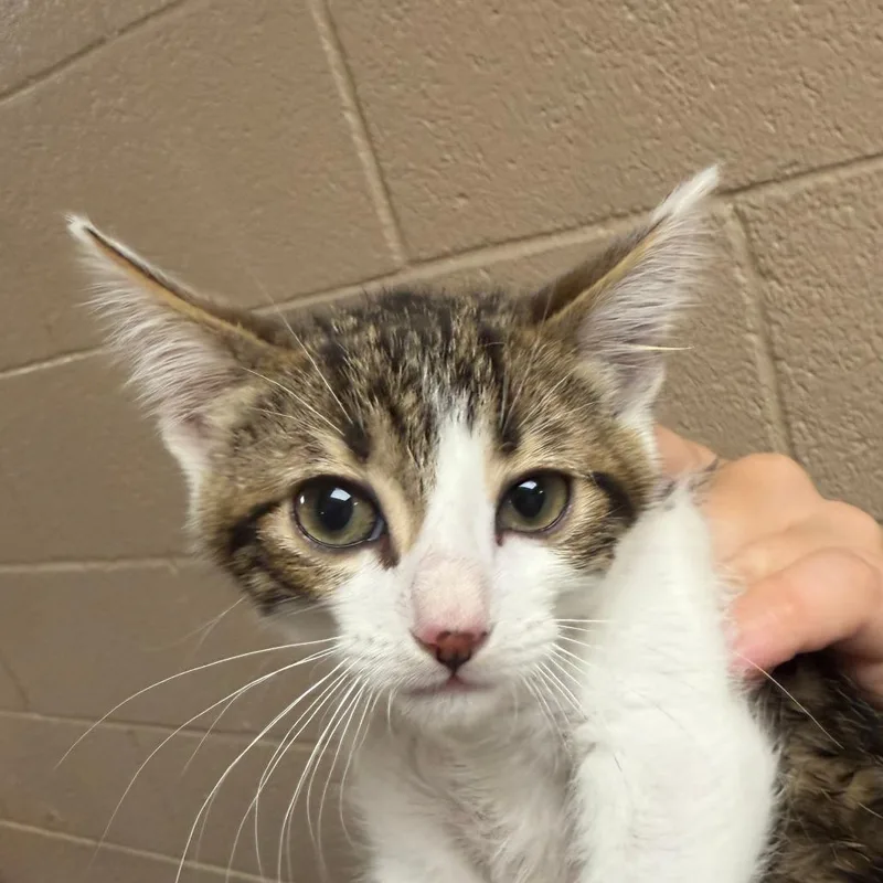 A baby small-sized male Brown / Chocolate Domestic Short Hair cat named Rita for adoption in Stillwater, OK