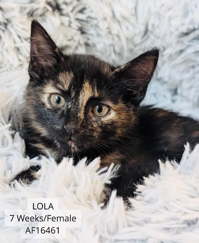 Lola