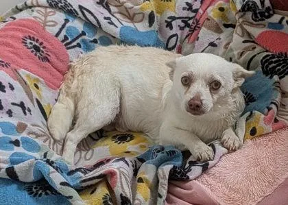 An adult small-sized male Chihuahua dog named Fergus for adoption in Kingwood, TX