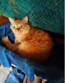 An adult small-sized male Domestic Medium Hair cat named Jr for adoption in Atlanta, GA