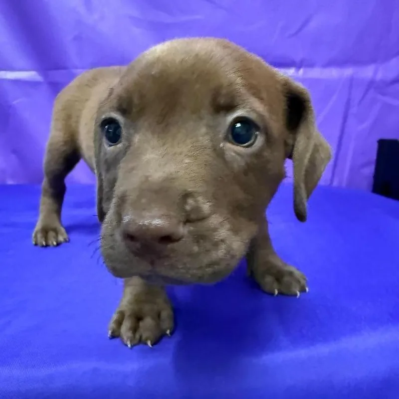 A baby small-sized male Brown / Chocolate Pit Bull Terrier dog named Titan for adoption in North Myrtle Beach, SC