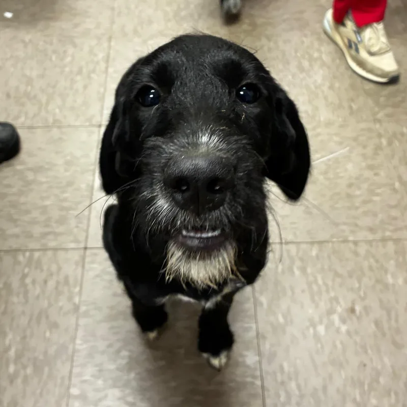 A baby medium-sized female German Wirehaired Pointer dog named Raquelle for adoption in Parrish, AL