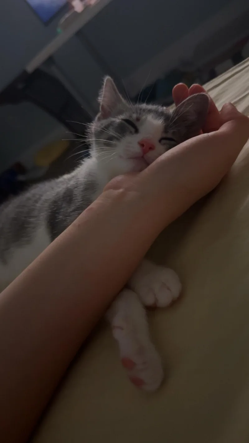 A baby small-sized female Gray & White American Shorthair cat named Puddle for adoption in Highland Park, NJ