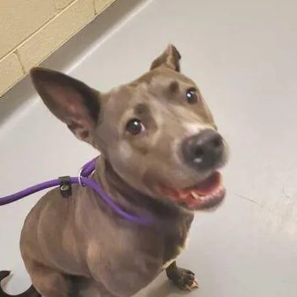 An adult medium-sized female Black Mixed Breed dog named Ariel for adoption in Asheville, NC