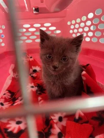 A baby small-sized female Domestic Short Hair cat named Fairytale for adoption in San Martin, CA