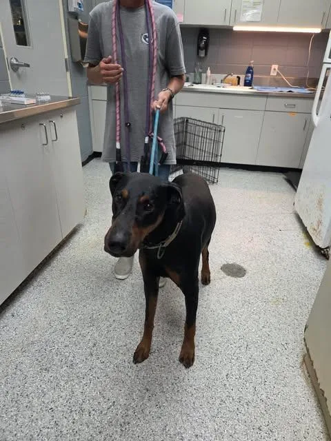 An adult extra large-sized male Doberman Pinscher dog named Joker for adoption in Livingston, LA