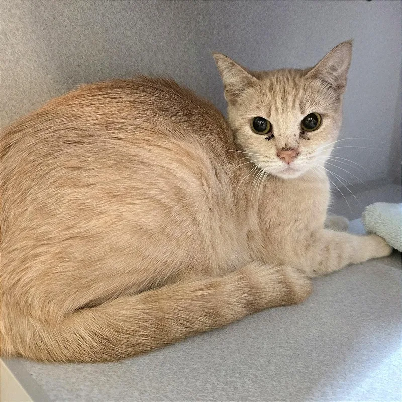 An adult medium-sized female Buff / Tan / Fawn Domestic Short Hair cat named Gully for adoption in Pittsburgh, PA