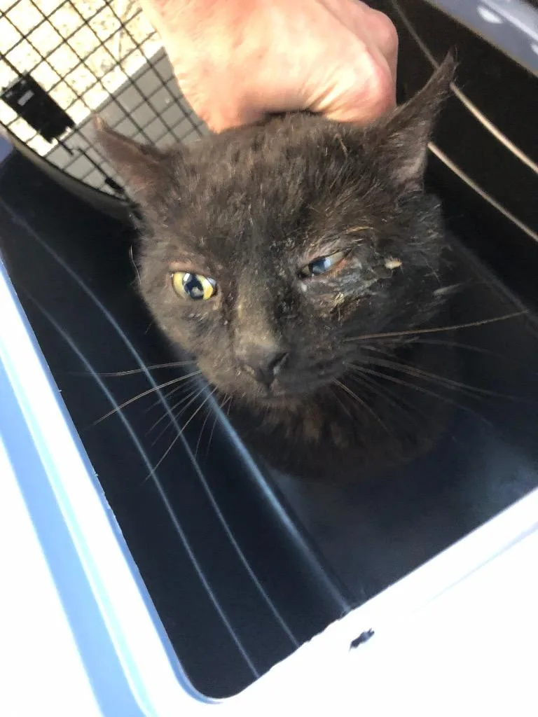 An adult large-sized male Domestic Short Hair cat named Bob for adoption in Columbia, TN