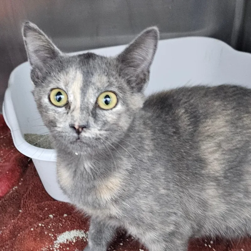 A baby small-sized female Domestic Short Hair cat named Kiara for adoption in Corydon, IN