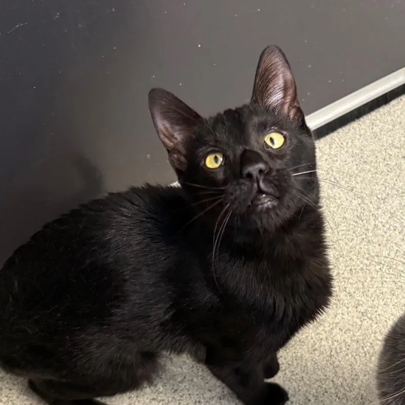 An adult medium-sized male Black Domestic Short Hair cat named Miloh  Bonded With for adoption in Naperville, IL