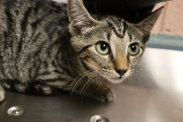 A baby small-sized female Domestic Short Hair cat named Tiger for adoption in Columbia, SC