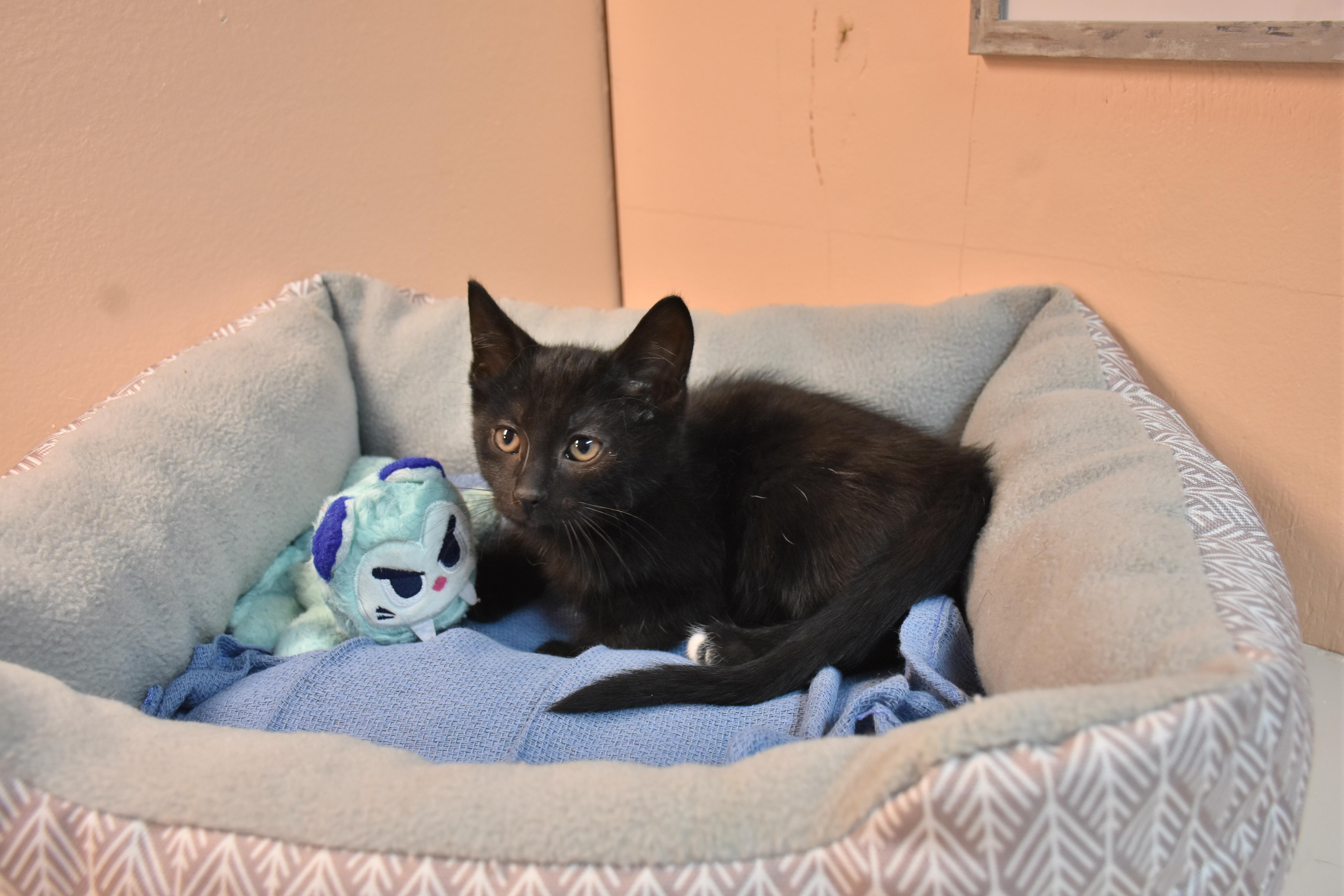 A baby small-sized male Black & White / Tuxedo Domestic Short Hair cat named Bumble for adoption in North Judson, IN