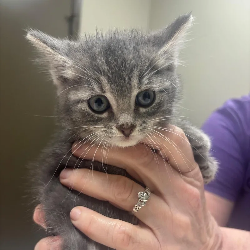 A baby small-sized female Gray / Blue / Silver Domestic Short Hair cat named Bell Pepper for adoption in Milan, IL